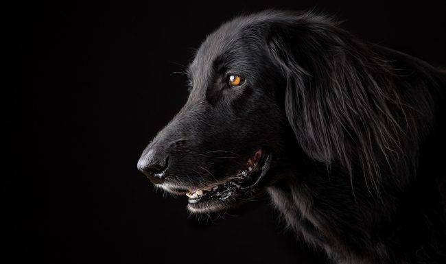 dog studio