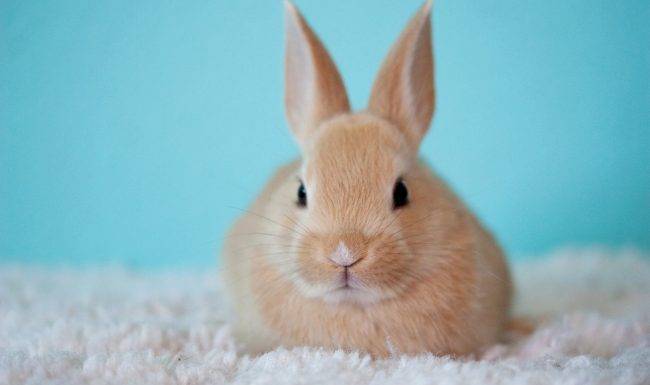 rabbit