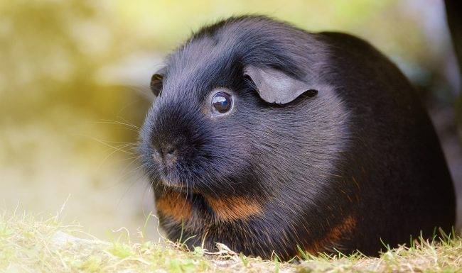 guinea pig