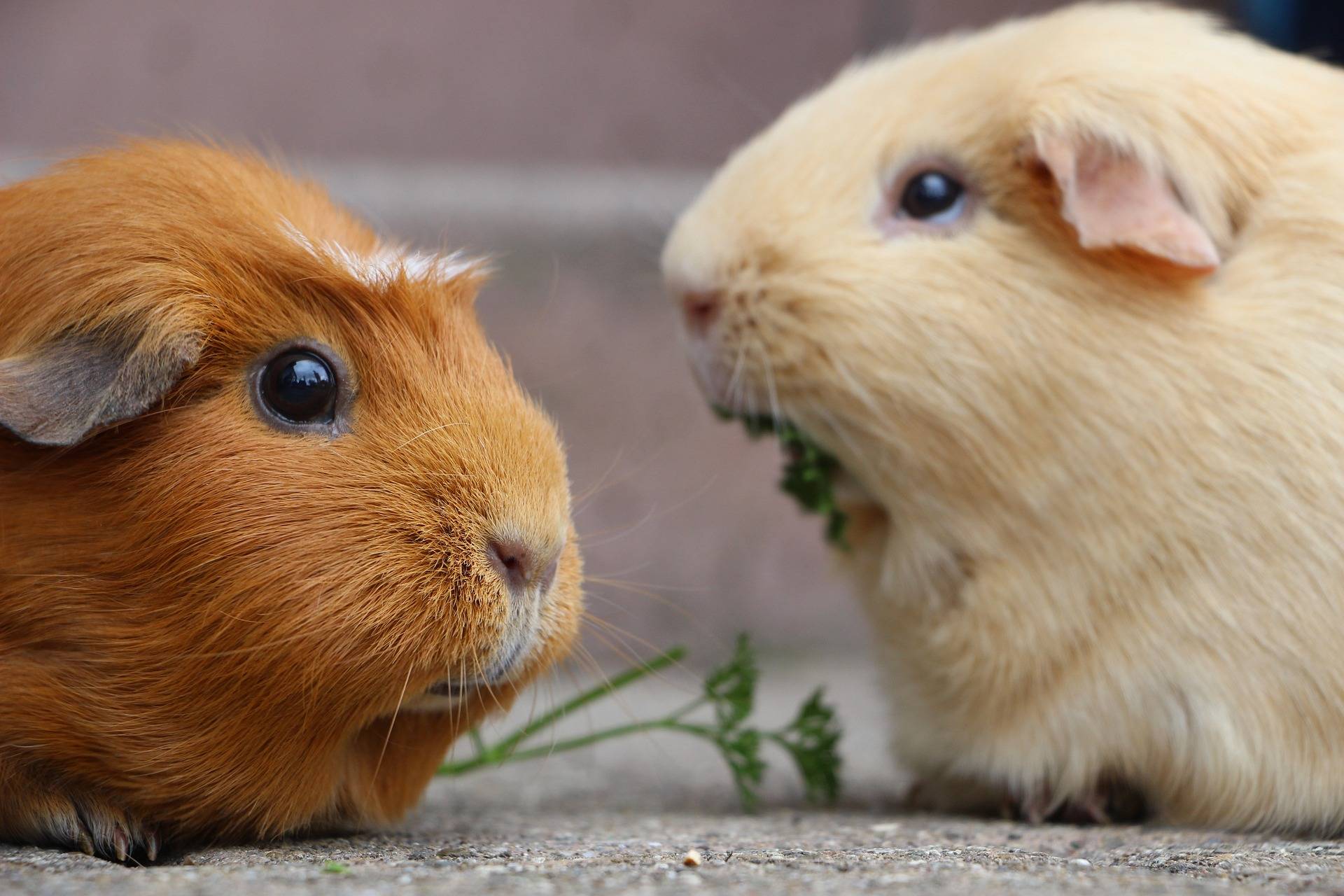 two guinea pigs eating