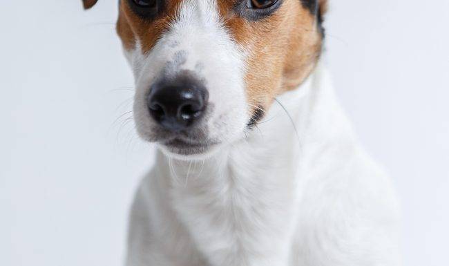 jack russel