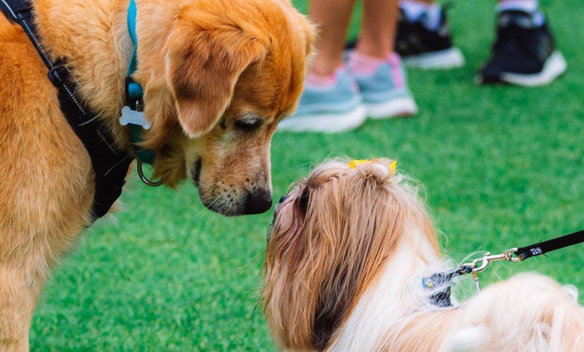 Two dogs greeting each other at a dog show