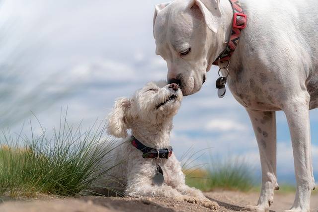 dogs dogs