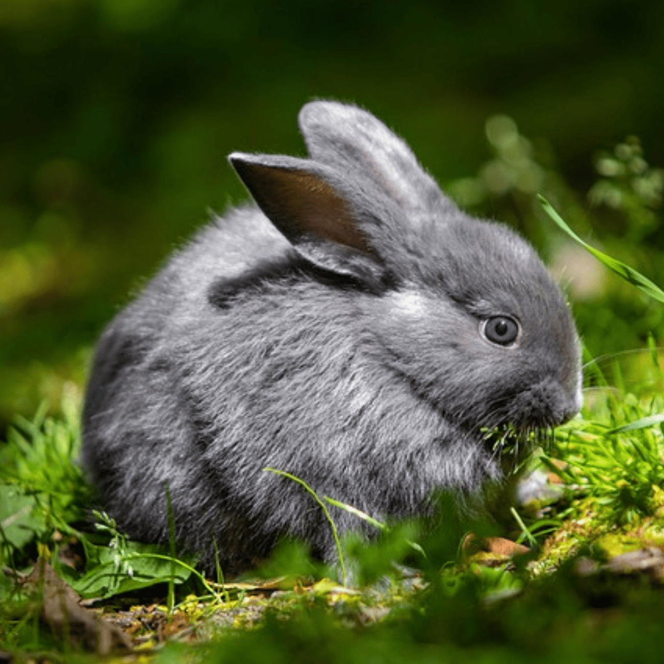 Best Vet for Rabbits Near Me Rackheath Vets Norwich