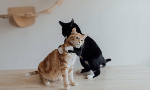 cats hug Cat hug