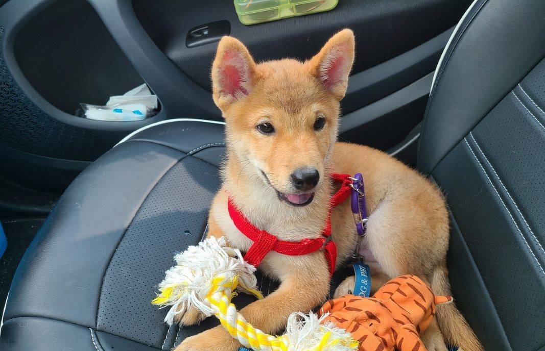 dog with toys