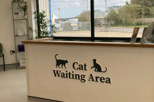 cat waiting room