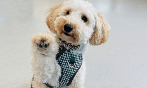 dog-pain-mgmt