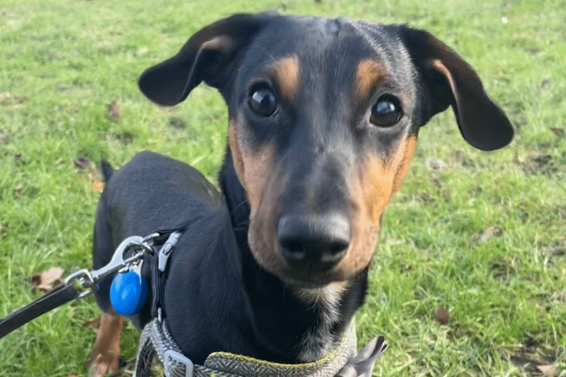 vaccinations dog resize