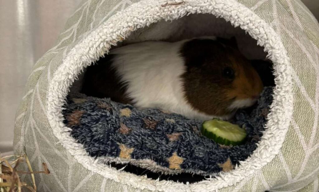 guinea pig