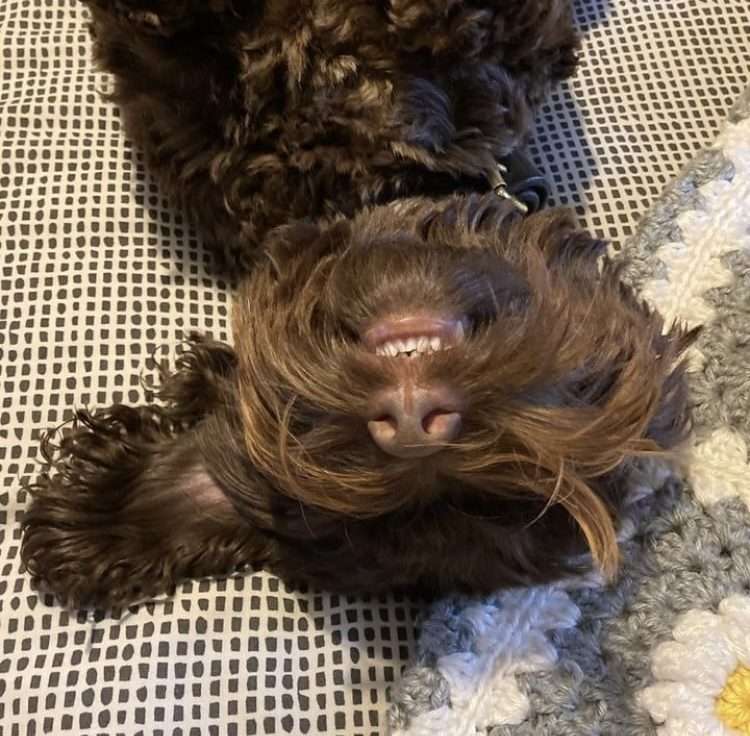 Roo smile-min dog laying on back teeth