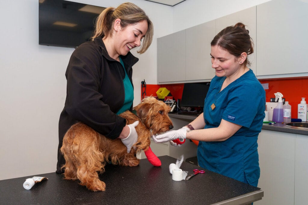 dog Bandages