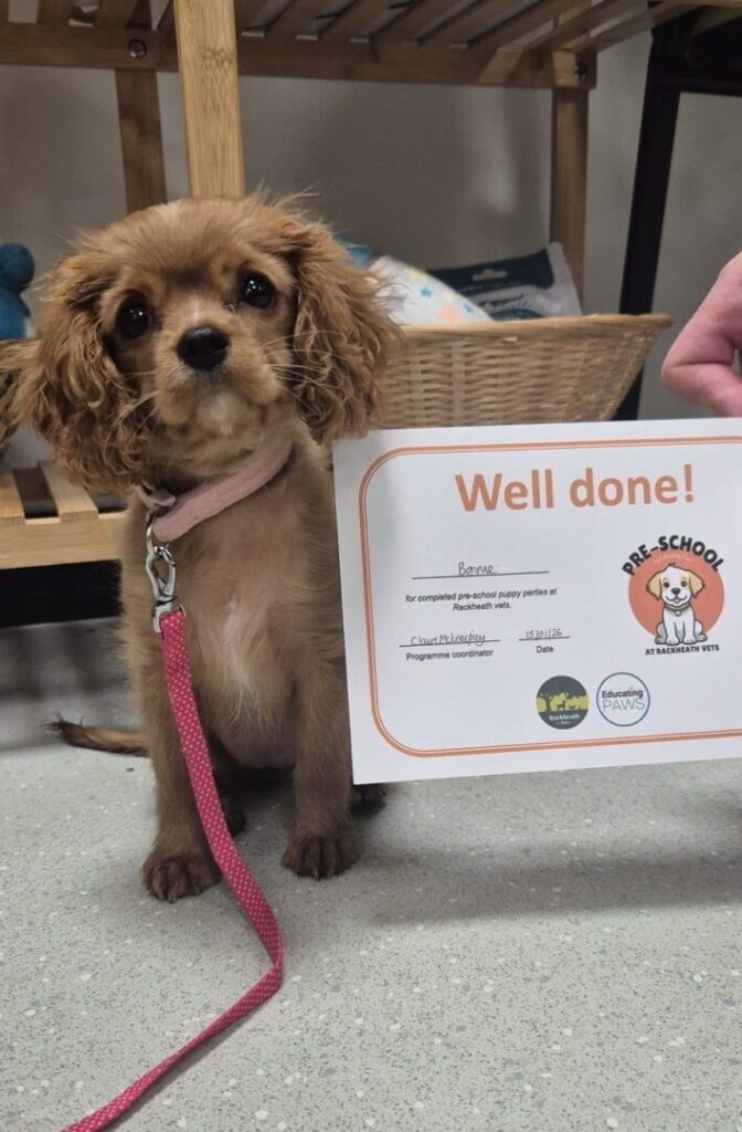 Puppy Parties in Rackheath, norwich, norfolk well done certficate