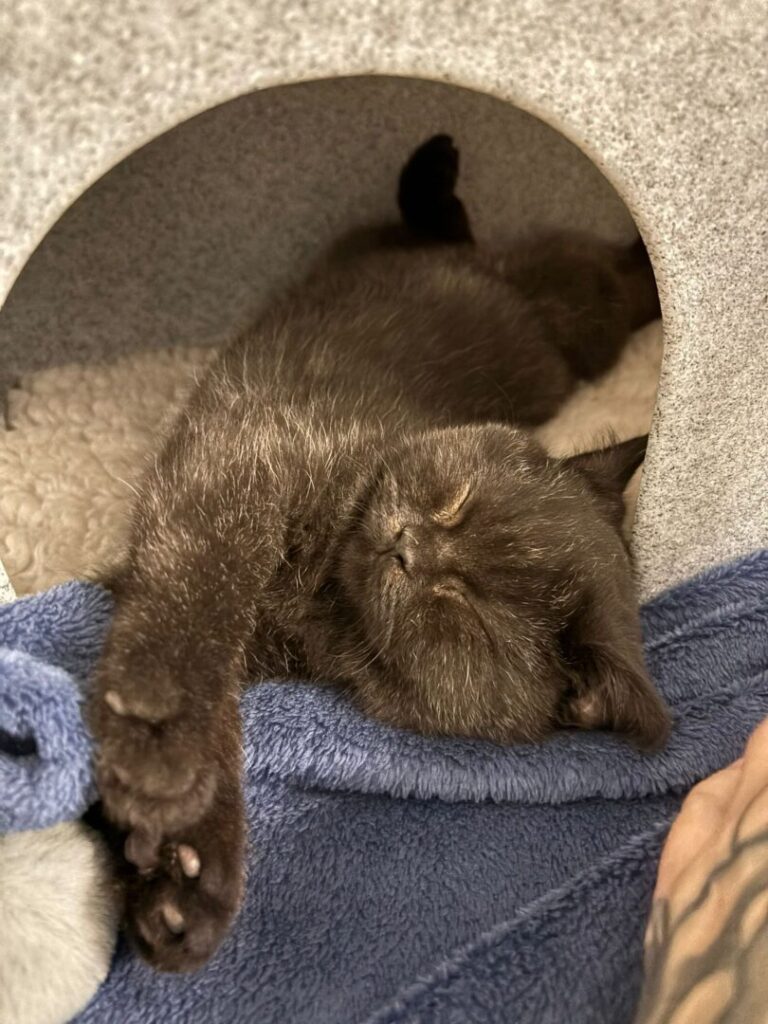 claire the kitten after vaccinations at vets