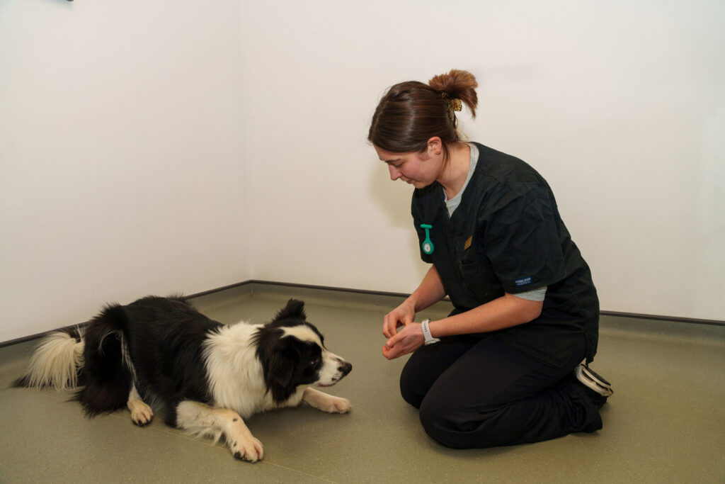 dog treats at vets