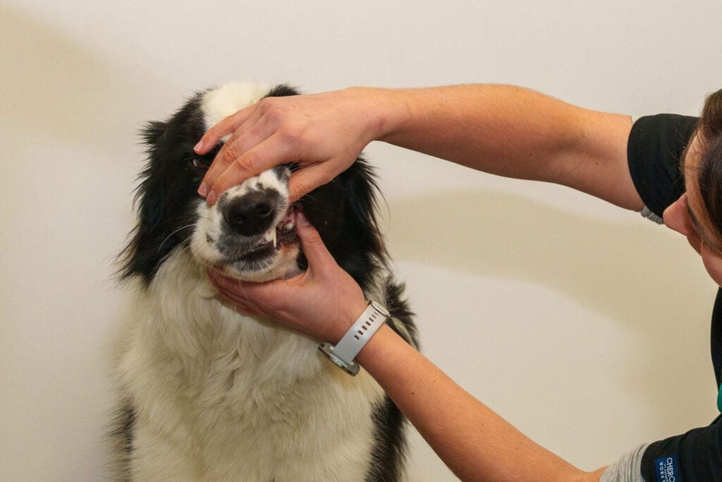 Pet Dental Care in Rackheath, Norwich, Norfolk | Rackheath Vets