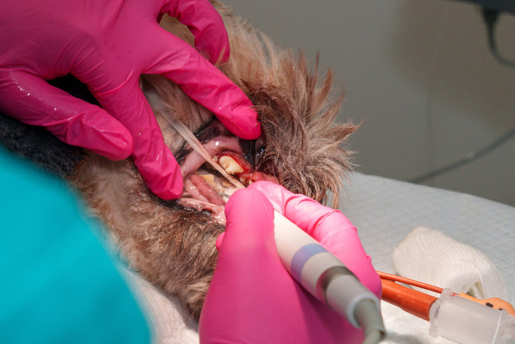 dog dental care