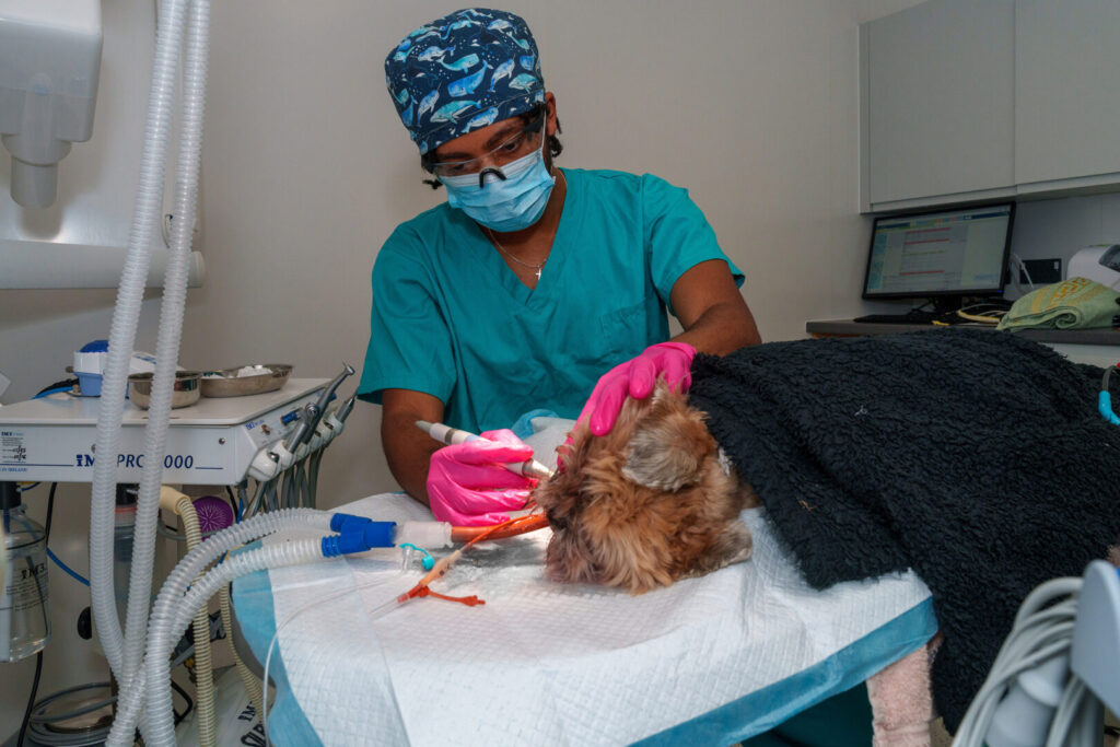 dental work done on dog