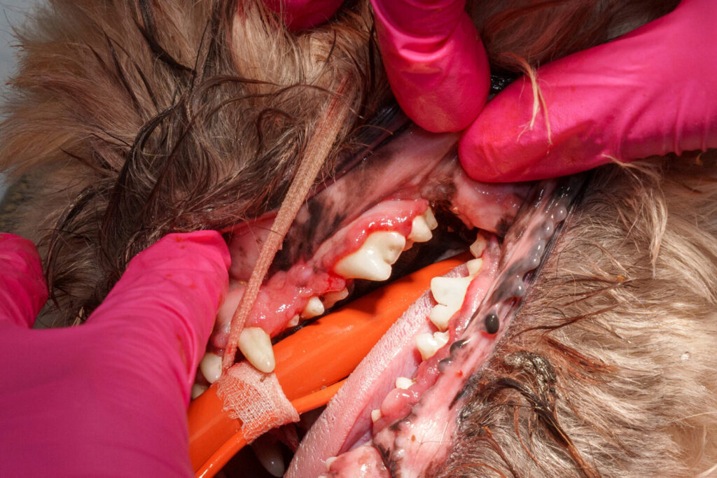 dog dental work
