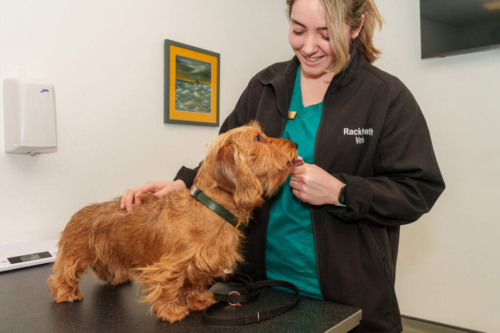 hand feeding at vets