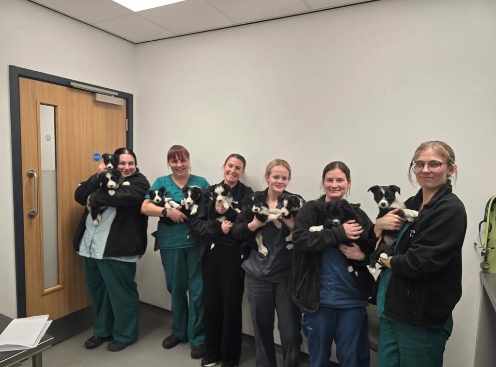 puppy party at rackheath vets