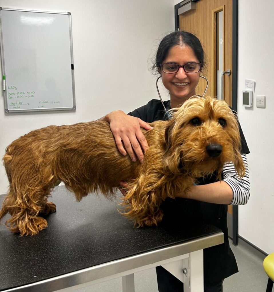 dog at vets
