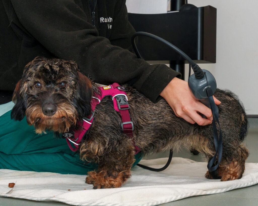 laser treatment at vets