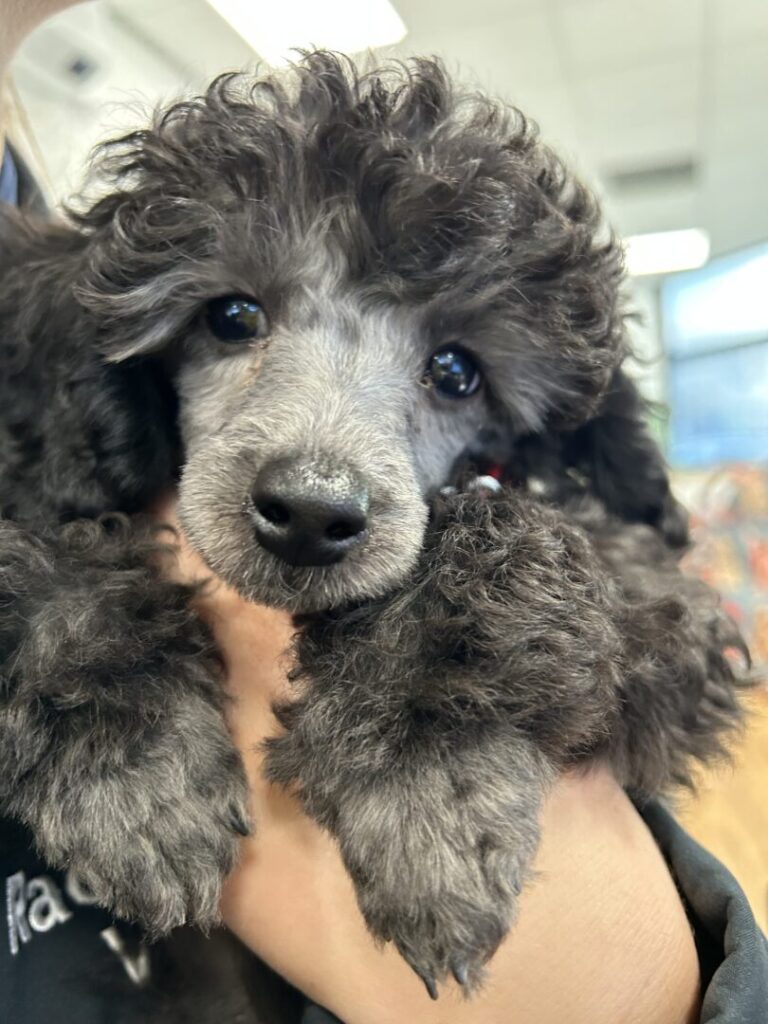 lenny the dog at vets