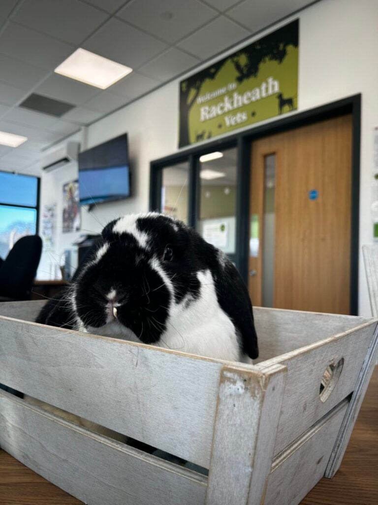 Pet Health Plan in Rackheath