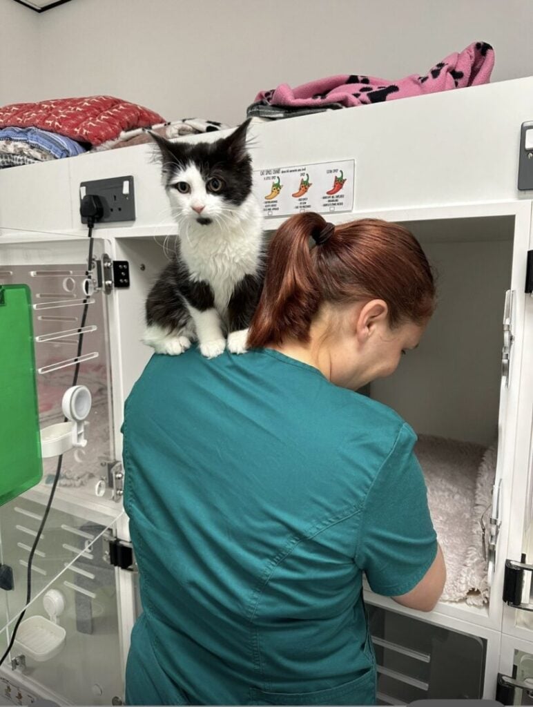 Veterinary Nurse Clinics in Rackheath