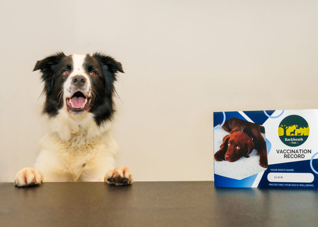 dog and vaccination record