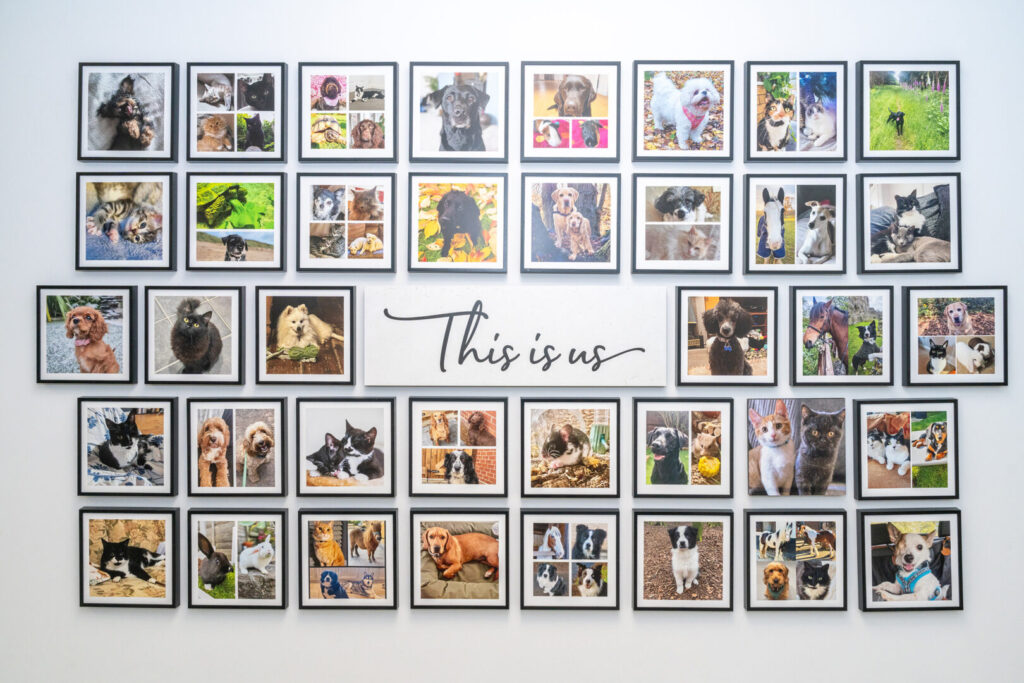 picture frames of vet animals