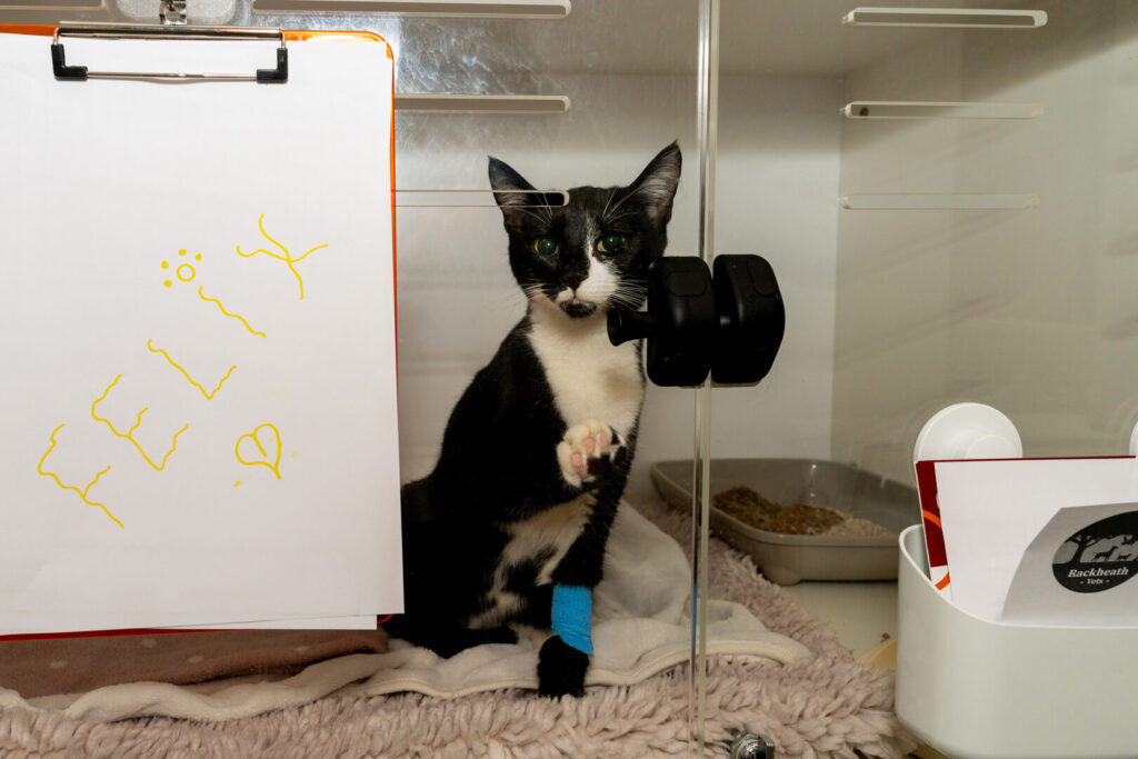 felix the cat