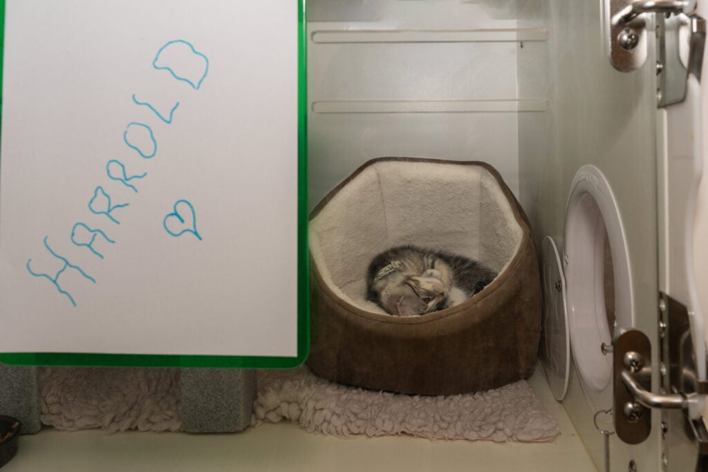 harrold the cat sleeping