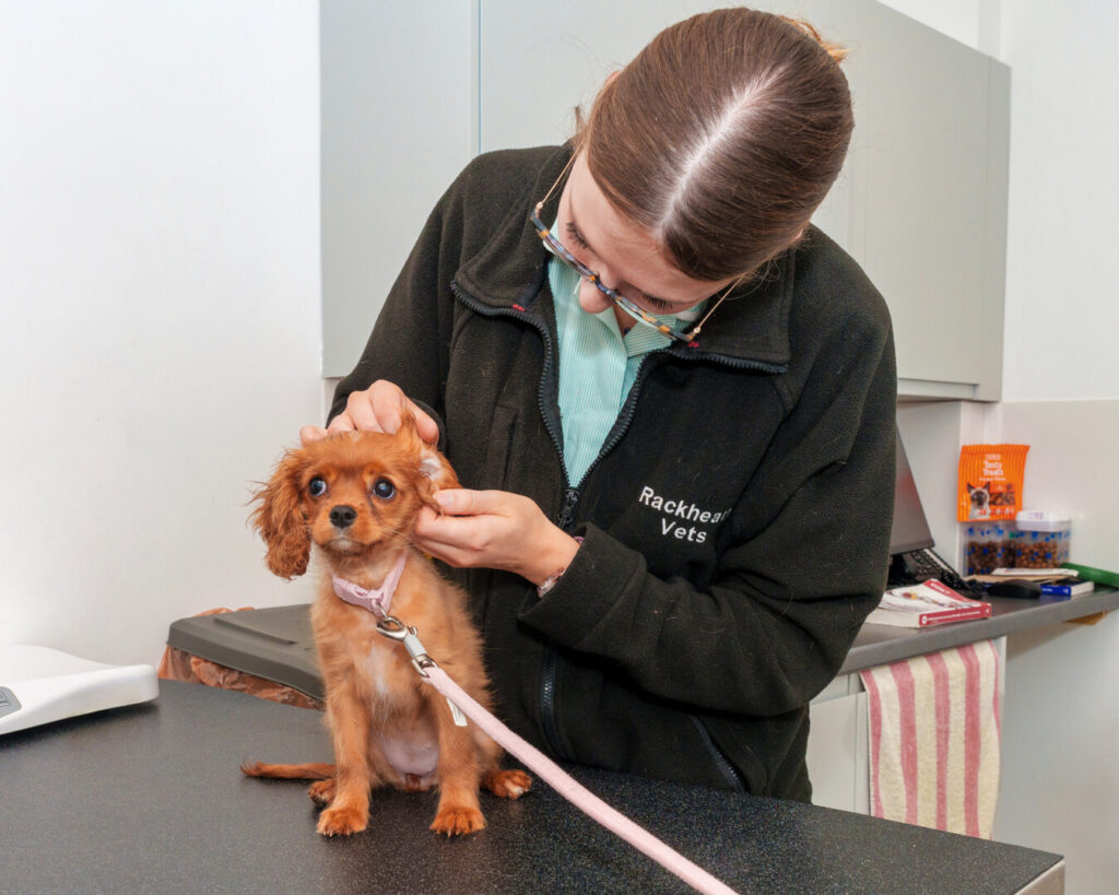 puppy at vets examination check up puppy party
