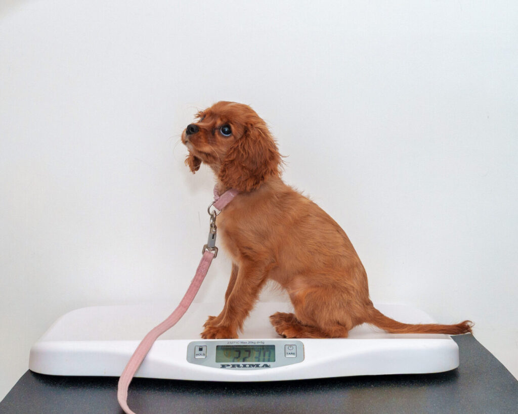 weighing puppy at vets puppy party