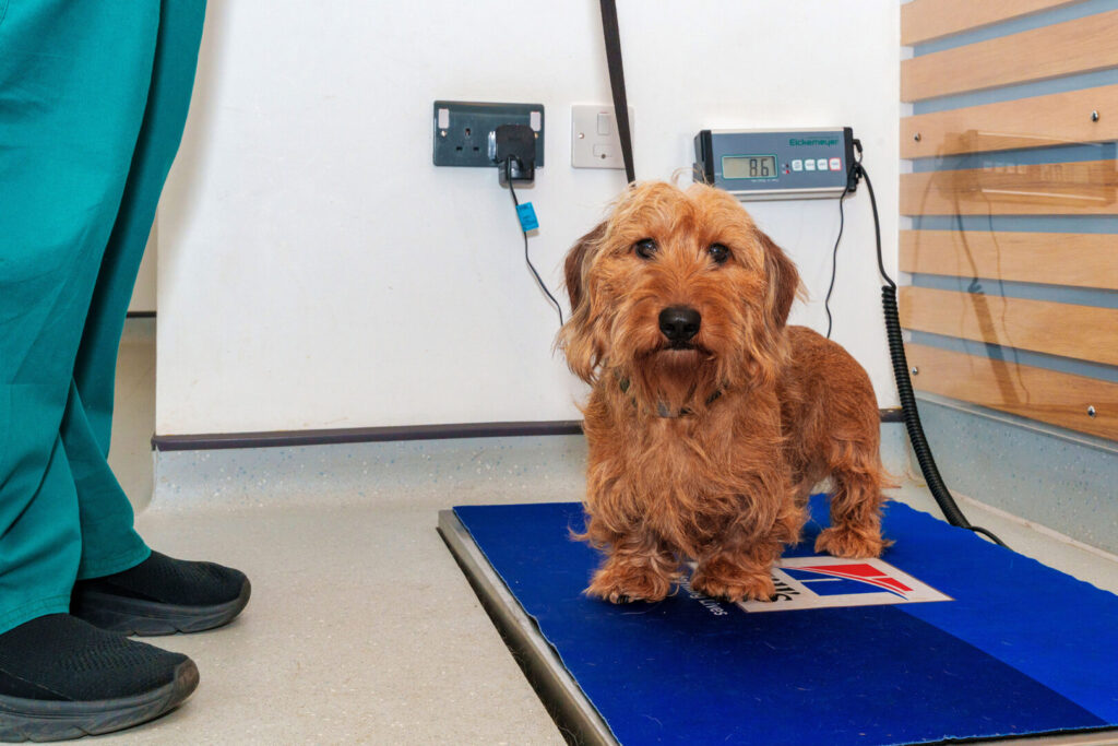 scales at the vets
