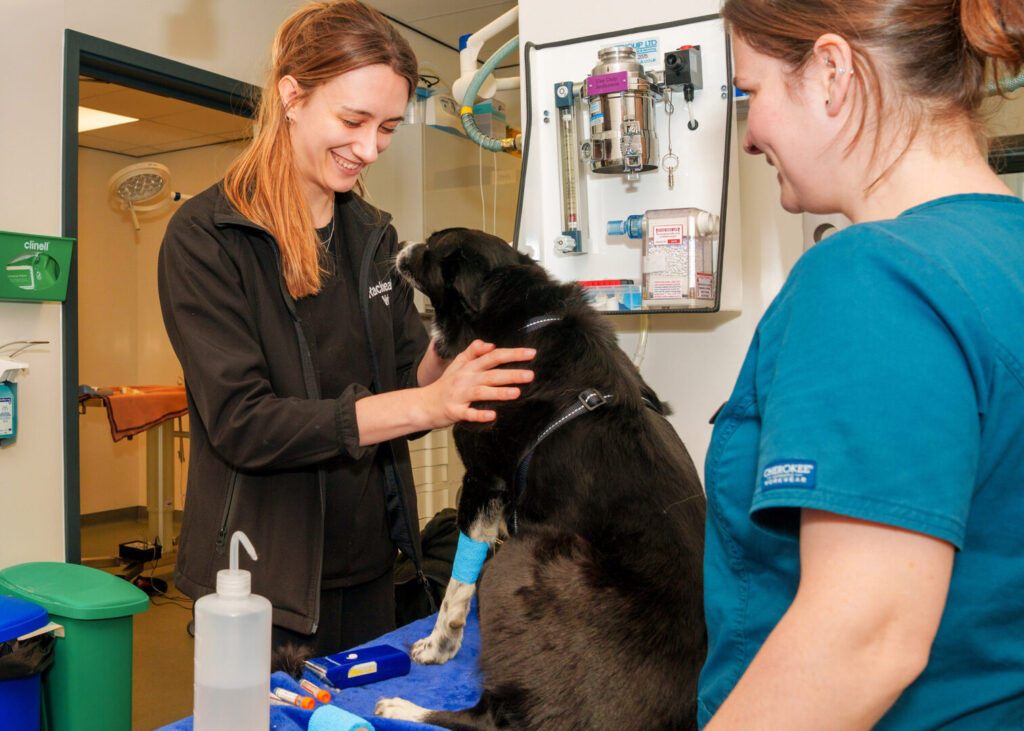 taking blood at vets