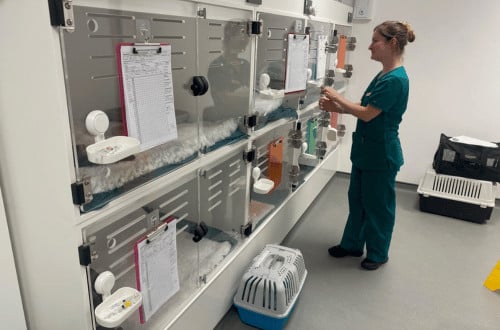 rackheath vets inside kennels