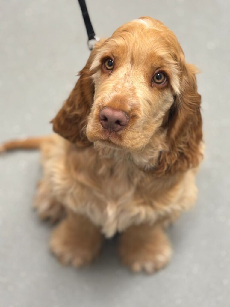 Woody