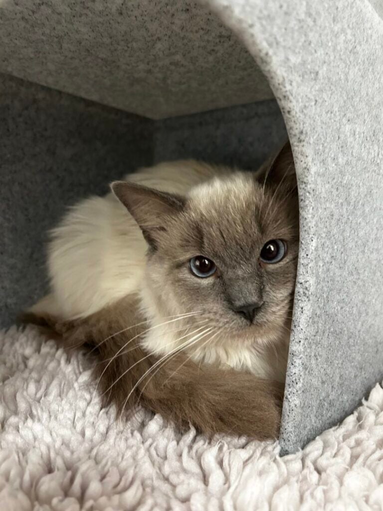 blue the cat