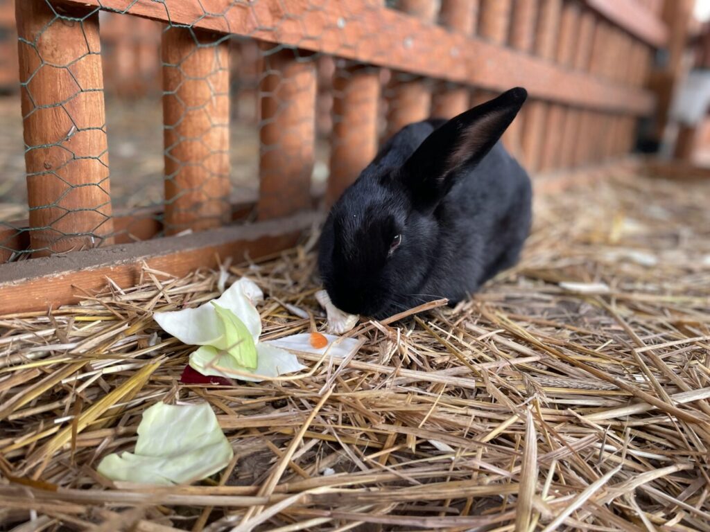 black rabbit