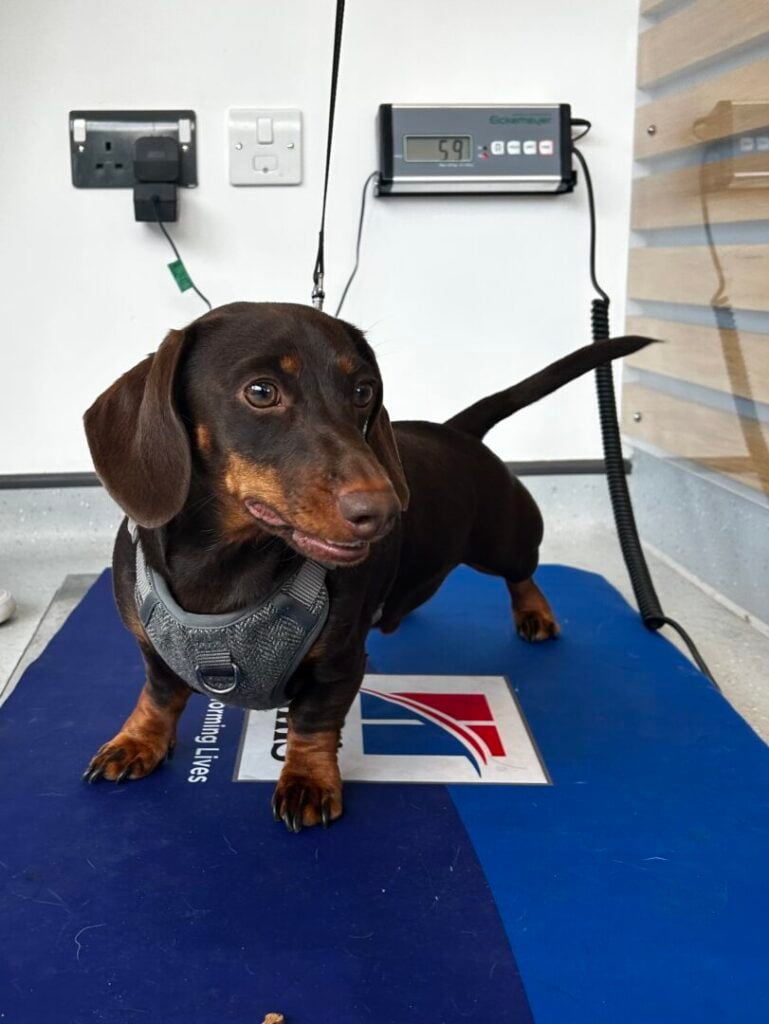 badger the dog at vets
