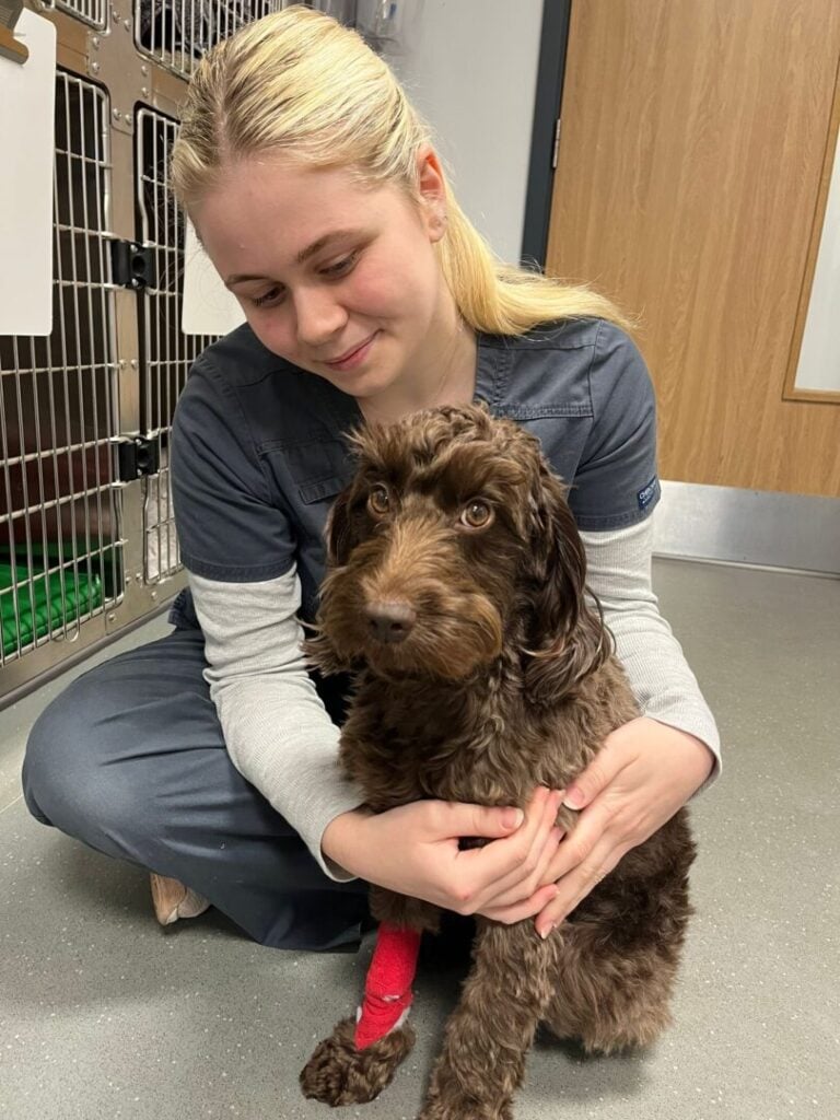 bonnie the dog at vets