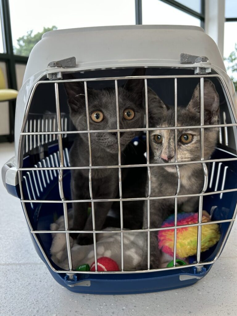 2 cats in carrier