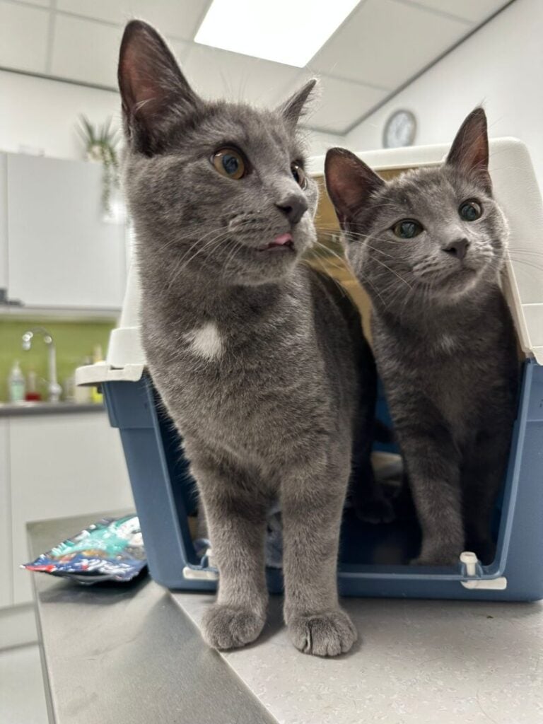 2 cats at vets