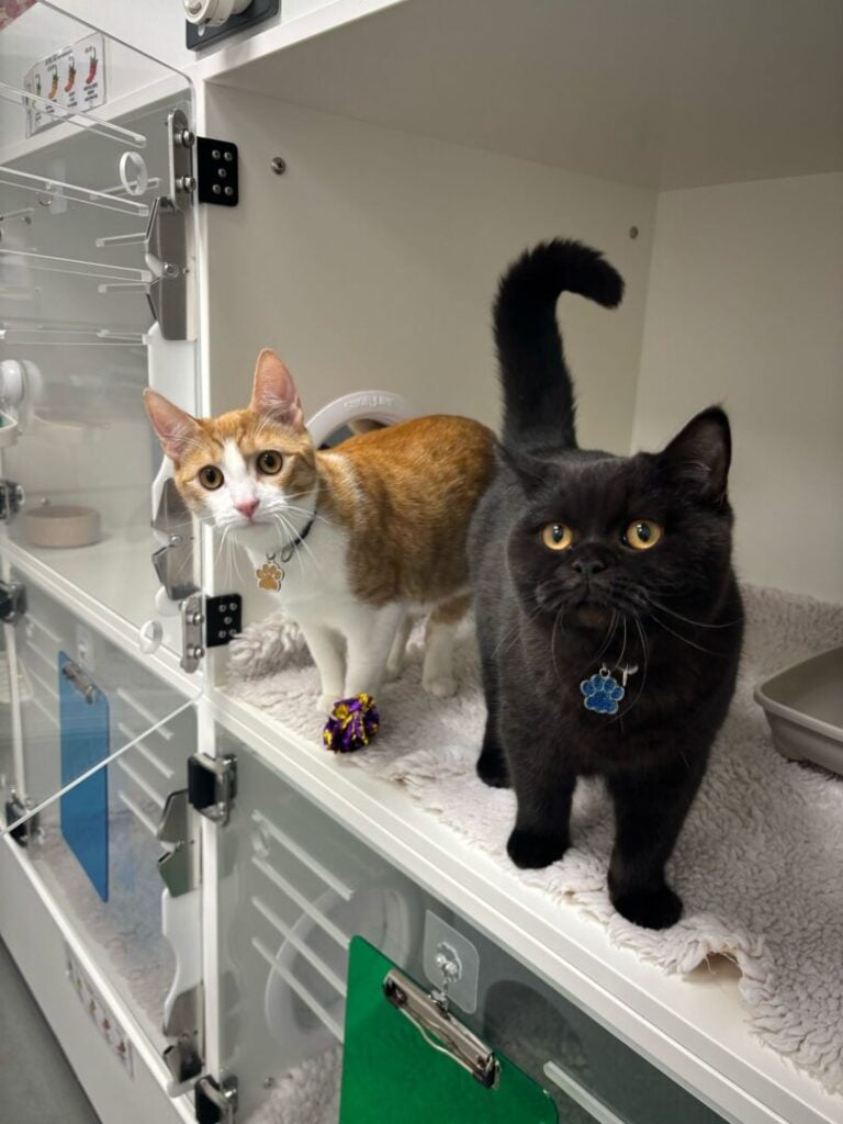 george and gerry cats at vets