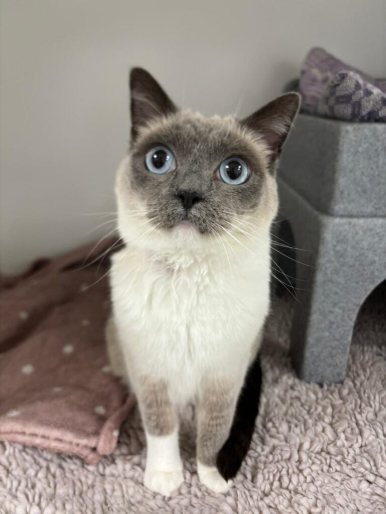 jinx the cat at vets