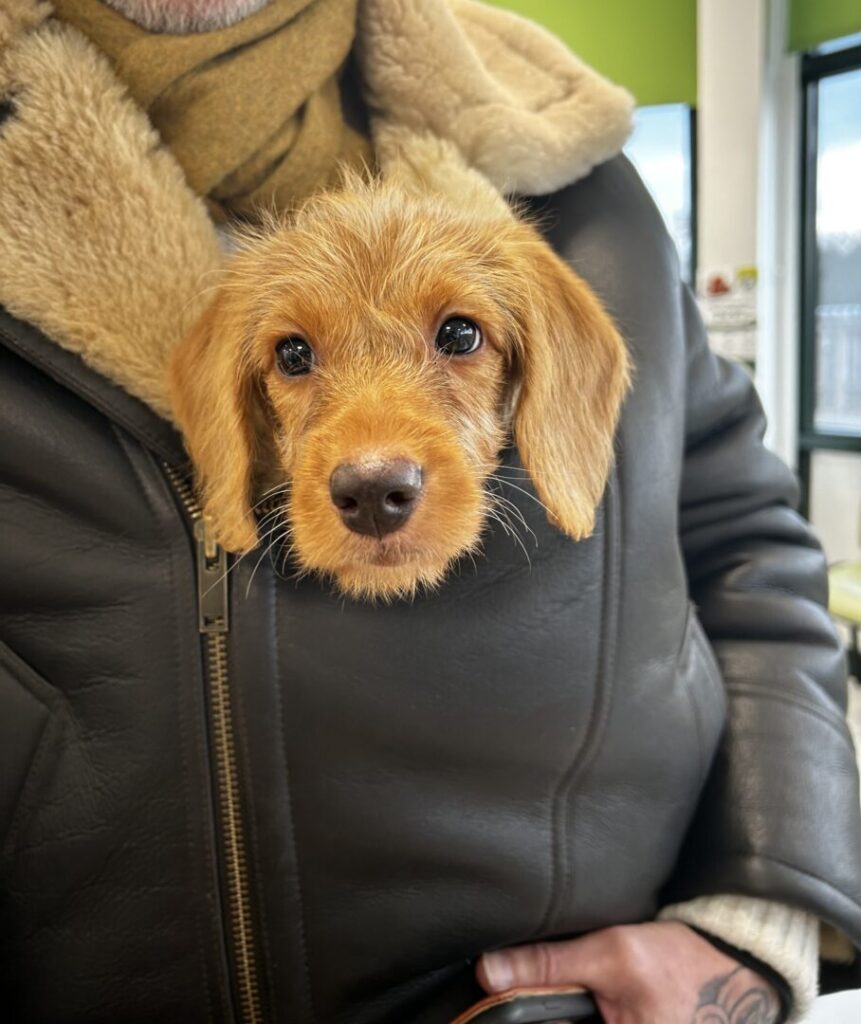 millie the dog snug in jacket