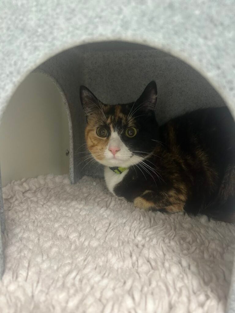 miya the cat at vets